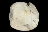 Fossil Dinosaur Ungual (Claw) Bone - Montana #184000-4